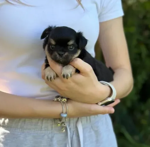 Chihuahua Fêmea Solid Black: A Companheira Perfeita Para Seu Lar!