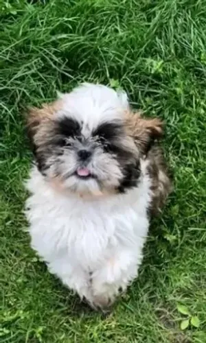 Shih-Tzu Mini - Filhotes Saudáveis com Entrega Segura