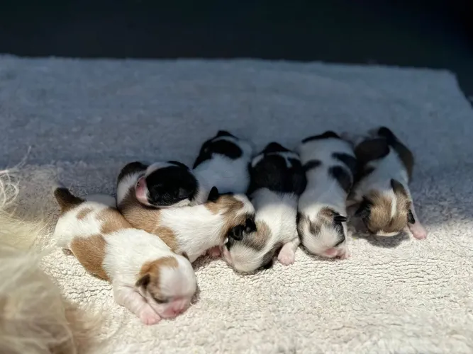 ShihTzu Puros linda fêmea com garantia