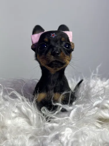 Pinscher fêmea minúscula um luxo 