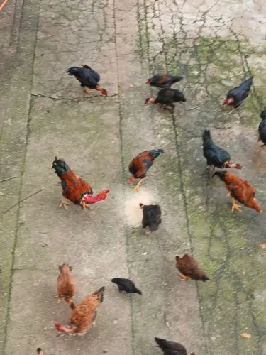 Vendo Galinha, Frango e Galo Caipira