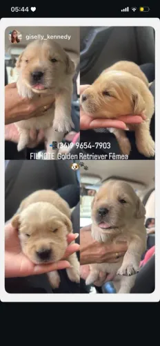 Cachorro