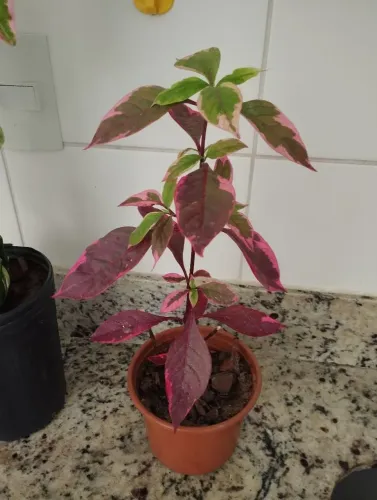 Planta linda