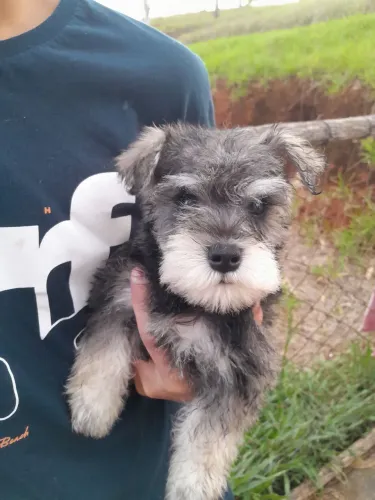 Schnauzer Miniatura filhotes 