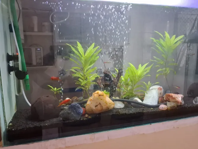 Plantas para aquário