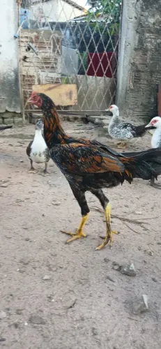 Franguinhos de raça