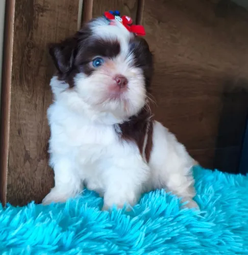 Shih Tzu fêmea filhote 