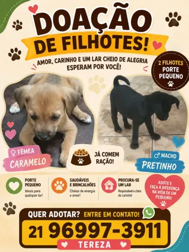 Doação de 2 filhote porte pequeno