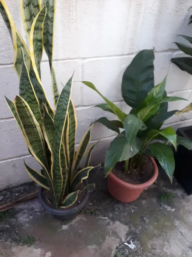 Lindas plantas 