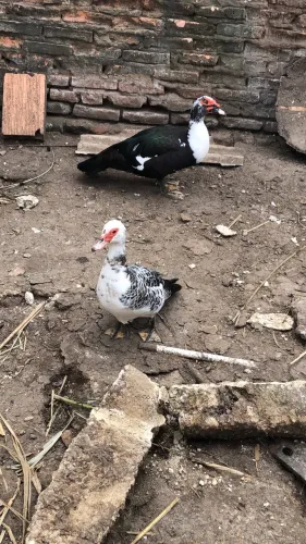 Vendo casal de pato 