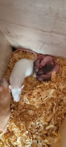 Camundongo rato filhote neonato