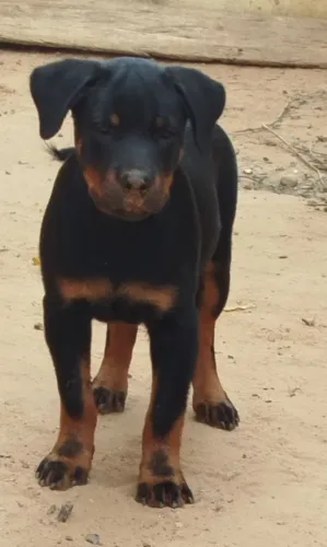Filhote de rotweiller disponível