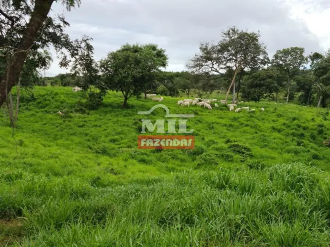 Fazenda 49 Alqueires (238 hectares) Baliza - GO