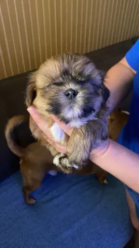 Filhote de SHIH-TZU