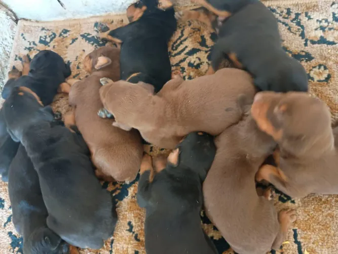 Filhotes de Doberman