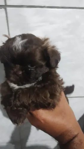 Filhotes de Shih Tzu legítimos a pronta entrega, damos suporte pós venda sempre que