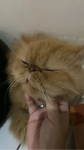Doando gatinho