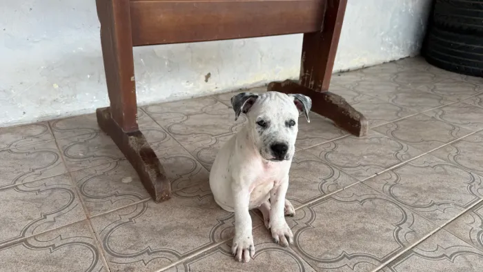 Vendo pitbulls 60 dias de nascido.