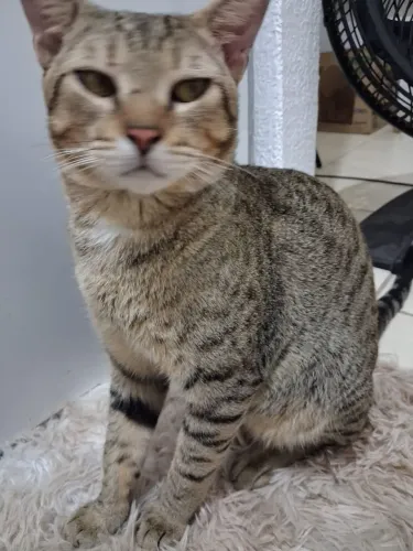 Estou doando esse gato ,dócil e adulto