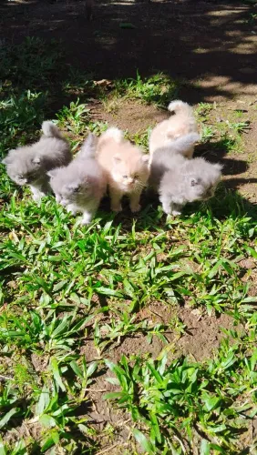 Filhotes de gato Persa!!!