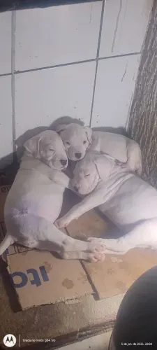 Cachorro