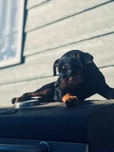 Rottweiler Filhotinho cheio de personalidade e zelo