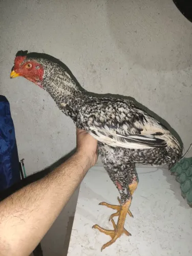 Frango índio