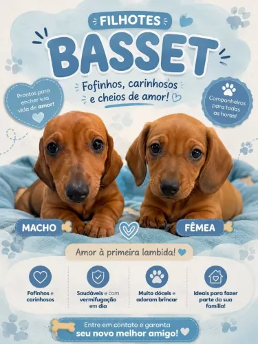 Basset macho e fêmea