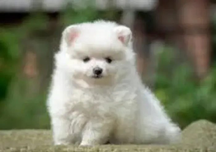 Lulu da Pomerânea Anão Filhotes Pronta Entrega.