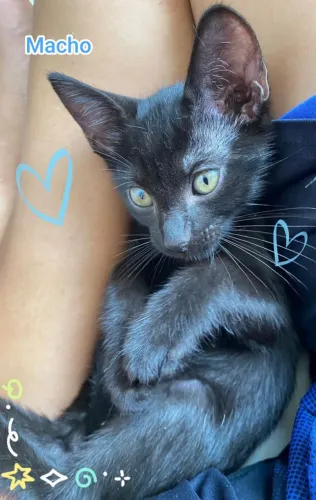 Adoção responsável gatinho