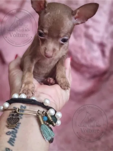 Pinscher menor tamanho brincalhões e dóceis