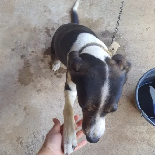 Cachorro