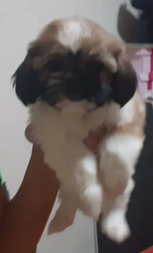 Vendendo cachorro raça Shih tzu 