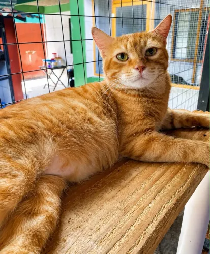 Gato adulto castrado e dócil 