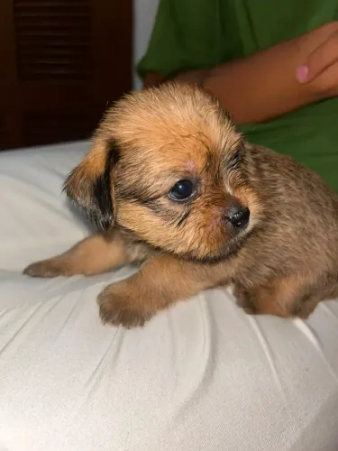 Shih-Tzu Macho à Venda - 1 Mês