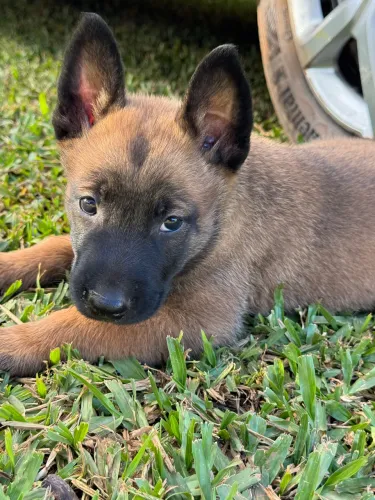 Pastor Belga Malinois