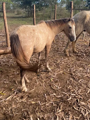 Cavalo piquira 