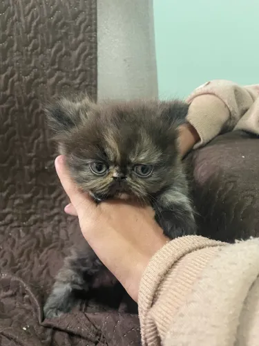 VENDO GATA RAÇA PÉRSIA 1.600