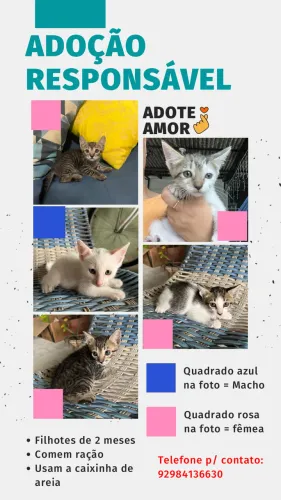 Gatos para doação