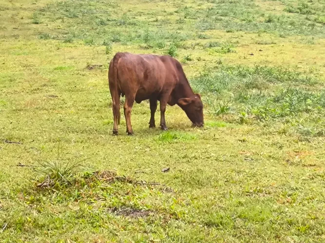 Vaca/ novilha/ boi