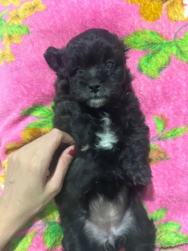 Cachorro