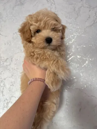 Poodle - Pequenos filhotes que espalham felicidade pela casa