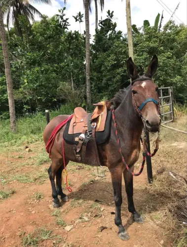 Burro manso de sela com charrete