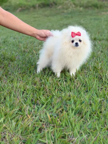 Spitz alemão anão a pronta entrega