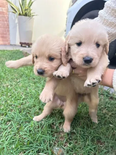 FILHOTES DE GOLDEN RETRIEVER