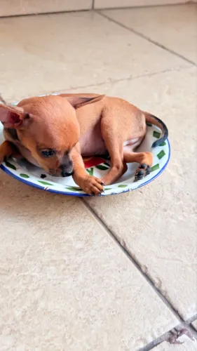 Cachorro Pinscher 