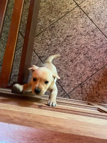 Filhotes de Labrador Vermifugados e vacinados .