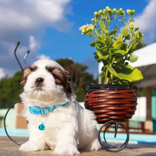 Shihtzu filhotes macho e fêmea