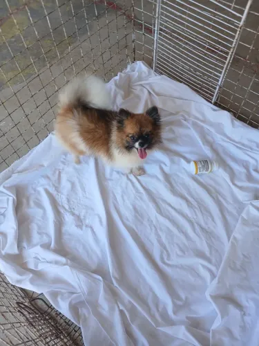 Lulu da pomeranea