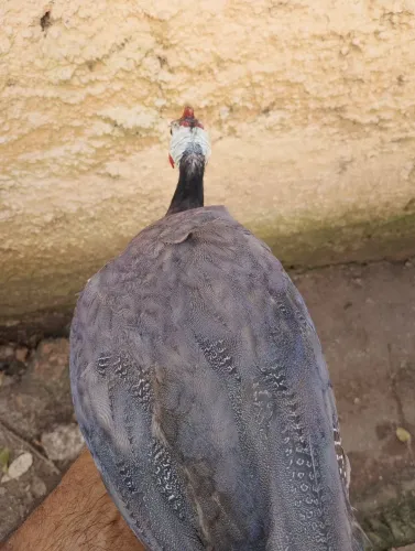 Ovos de angola